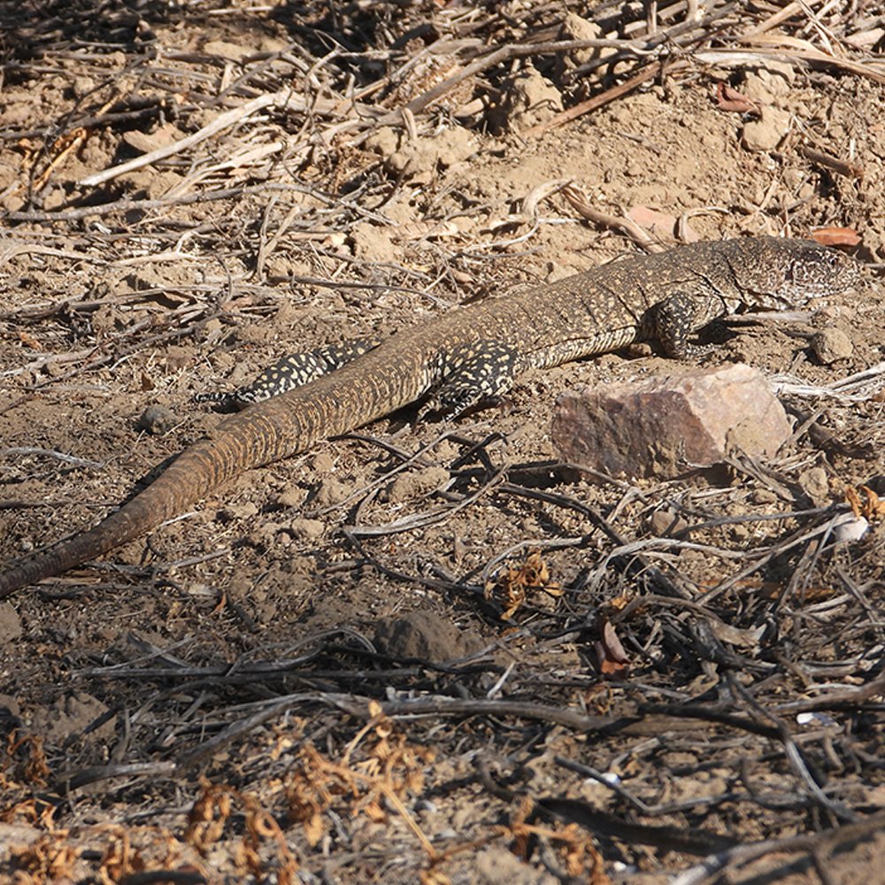 𝘾𝙖𝙡𝙡𝙤𝙥𝙞𝙨𝙩𝙚𝙨 𝙛𝙡𝙖𝙫𝙞𝙥𝙪𝙣𝙘𝙩𝙖𝙩𝙪𝙨