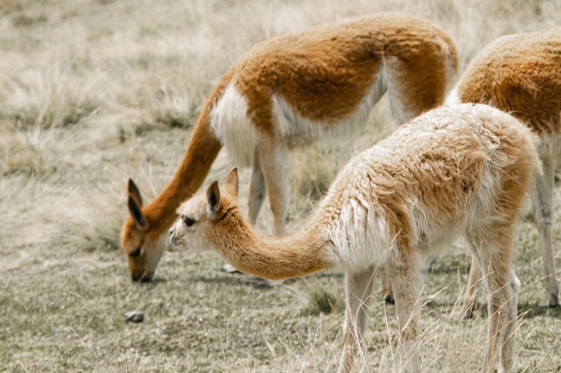 Picapedreros, Granja Porcón y Experiencia Vivencial en Fundo Santa María