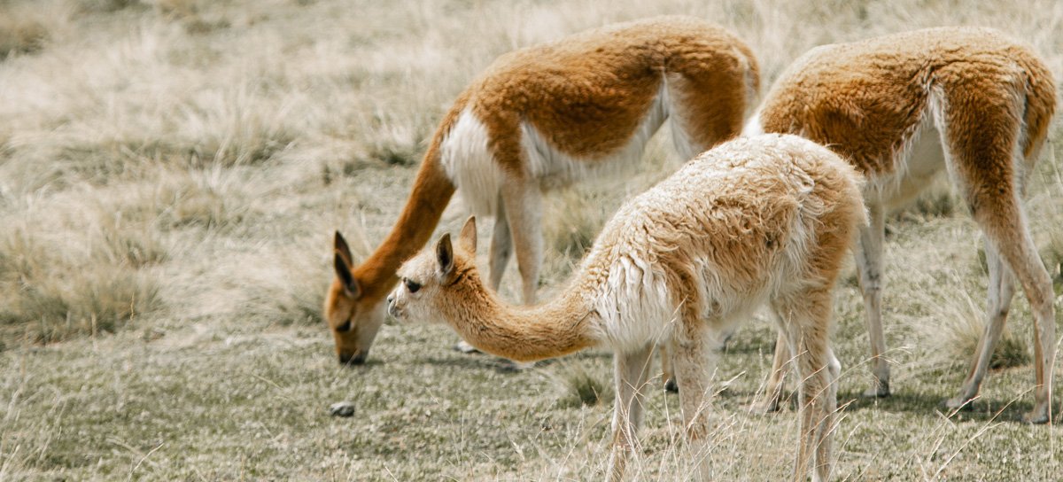 Picapedreros, Granja Porcón y Experiencia Vivencial en Fundo Santa María