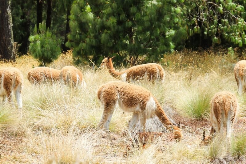 ARTE EN PIEDRA Y NATURALEZA VIVA: Granja Porcón y Huambocancha