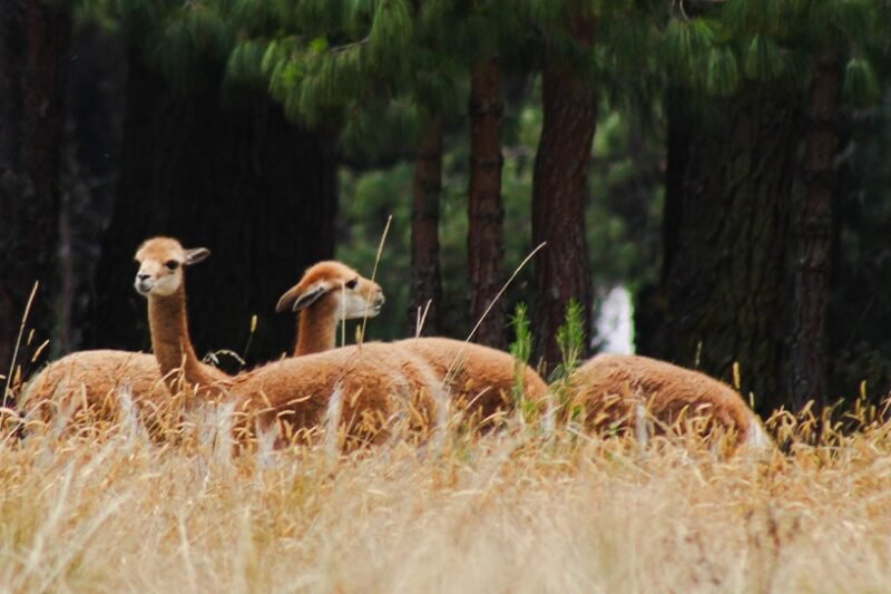 CAJAMARCA TE ESPERA: Paquete 4 Días de Historia y Naturaleza