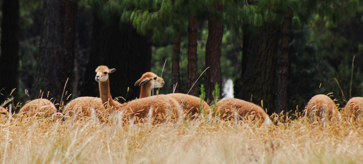 CAJAMARCA TE ESPERA: Paquete 4 Días de Historia y Naturaleza